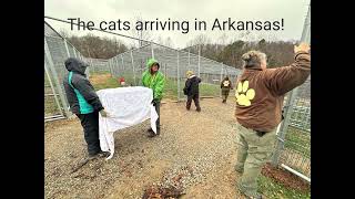 First Small Cats To Move To Arkansas~ November 29, 2023