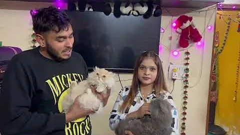 Video 8207191: persian cat, pure breed kitten, pet breeds, best breed