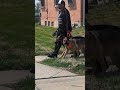 Dog Walking. No Pulling, Lunging, or Barking On The Leash. #dog #dogtraining #pet #germanshepherd