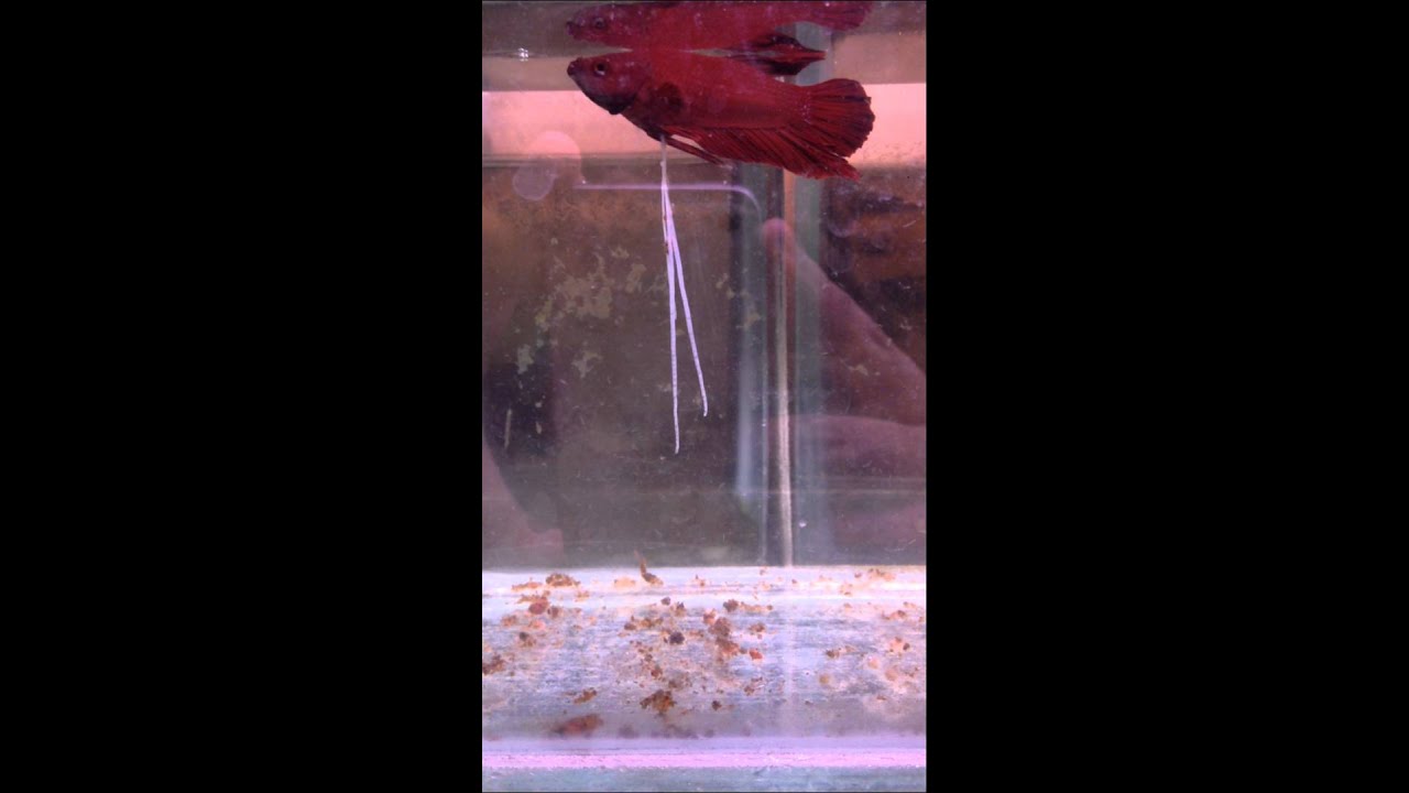 Tapeworm exiting a fish after administration of praziquantel YouTube