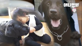 강아지별로 떠난 반려견.. 39개월 아이의 이별 대처법 (눈물주의)ㅣHow A 39-Month-Old Baby Copes With Pet Loss
