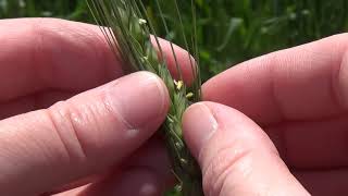 Identifying Wheat Freeze Damage During Grain Fill