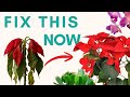 Save your Xmas plants by doing this! Orchid | Christmas Cactus | Norfolk Island Pine | Poinsettia