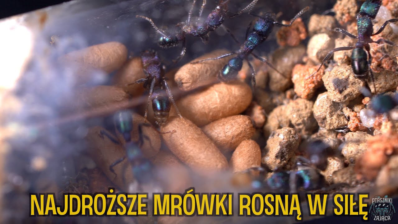 Wygłodniałe MRÓWKI / Rhytidoponera metallica, Camponotus, Messor, Manica, Polyrhachis