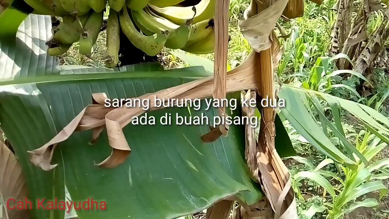 Sarang Burung Kutilang 