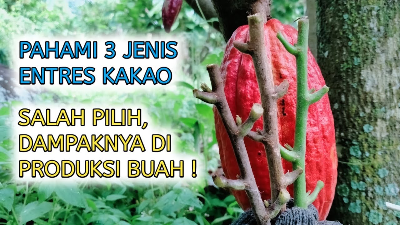 PENTING ! PEMULA WAJIB TAHU, CARA MEMILIH ENTRES KAKAO YANG BAIK DAN BENAR