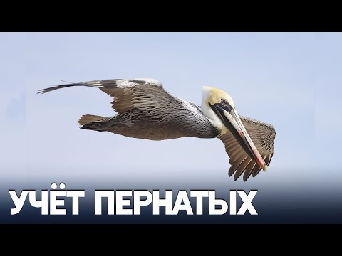 Перепись редких кудрявых пеликанов провели в Черногории‌