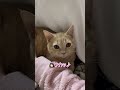 話した言葉をマネして言ってくれる子猫が可愛すぎる…