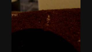 Cyathea brownii spore jumping