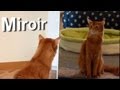 MIROIRS & CHATS - PAROLE DE CHAT