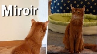 MIROIRS & CHATS  PAROLE DE CHAT