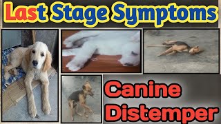 Canine Distemper Symptoms || Last Stage Canine Distemper Symptoms || CD in dogs || Distemper In Dogs