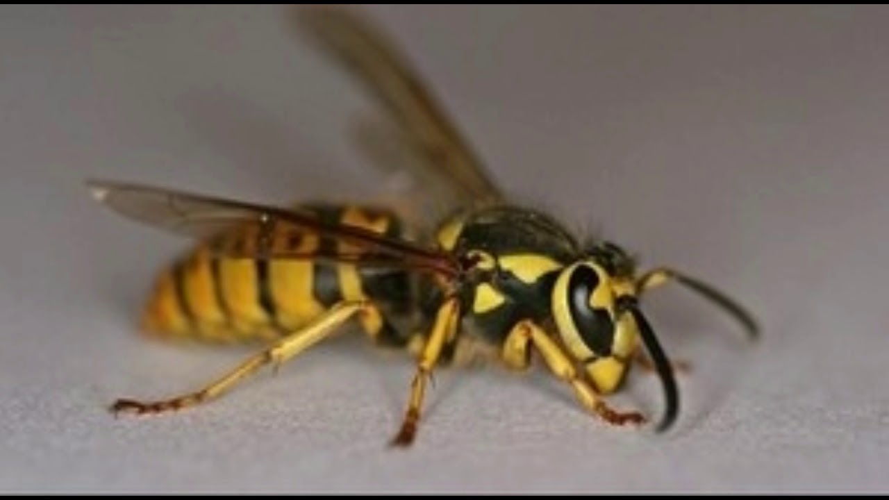 Как уничтожить осиное гнездо за 10 секунд!