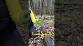 Собираем зимние опята -фламмулина #russia #грибочки #грибы #mashroom #собираемгрибы ##опята