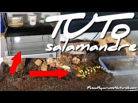 Video: Je, ambystoma maculatum ni sumu?