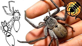 SPIDER ANATOMY | A Guide to Australian Spiders