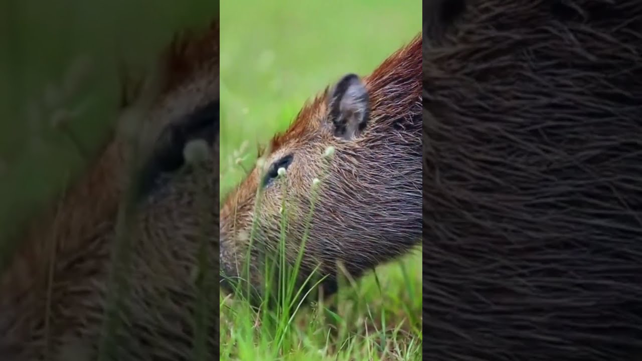 Do Capybaras Make Good Pets Can You Own A Pet Capybara YouTube Do Capybaras Make Good Pets Can You Own A Pet Capybara YouTube