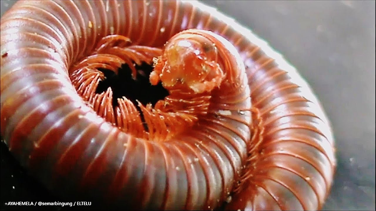  Kaki  Seribu  atau Millipede Diplopoda YouTube