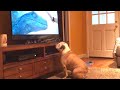 Bulldog Reacts To Jurassic World: Fallen Kingdom Trailer, Nearly Destroys TV