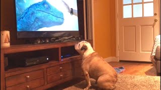 Bulldog Reacts To Jurassic World: Fallen Kingdom Trailer, Nearly Destroys TV