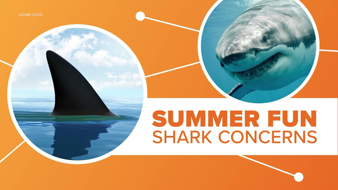 Shark out of water forex