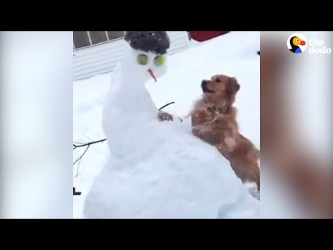 Vídeo: 15 Epic Dog vs. Showdowns bonecos de neve