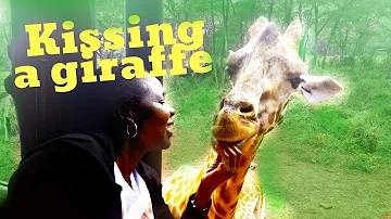 KISSING A GIRAFFE IN KENYA ..COOL KENYAN IN ISRAEL