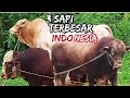 3 EKOR SAPI TERBESAR DI INDONESIA | AKANKAH ADA REUNI UNTUK MEREKA❓BIMA SAKTI | WISANGGENI | PENTON