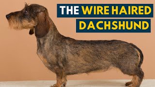 Wire Haired Dachshund: Your Guide to This Rugged Hound Dog!