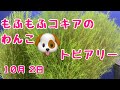 もふもふコキアのトピアリー　わんこの予定　2021年10月2日