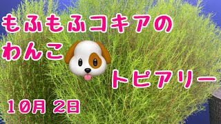 もふもふコキアのトピアリー　わんこの予定　2021年10月2日