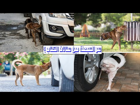 سر تبول الكلاب علي الجدران واطارات السيارات 