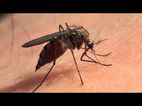 Vídeo: Genética Poblacional De Aedes Albopictus (Diptera: Culicidae) En Su área De Distribución Nativa En La República Democrática Popular Lao