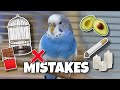Avoid these 10 budgie care mistakes