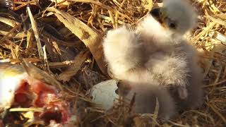 Decorah Eagles 4-8-19, 8:30 am D33's first feeding