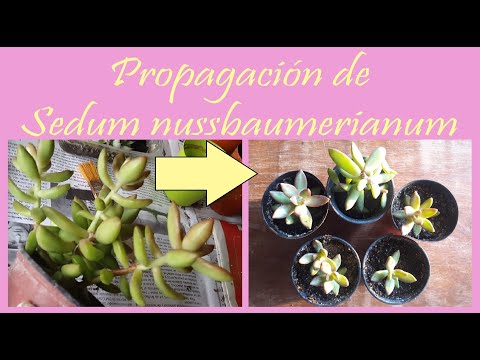 Videó: Sedum Szívós