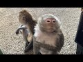 Macaque monkeys monkeying around