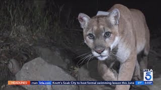 P-22 deja vu? Cougar spotted in Griffith Park