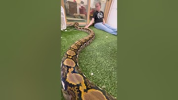 Big retic comes up to say hello