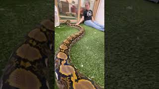 Big retic comes up to say hello Net Worth