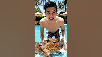Capybara Lần đầu Đi Bơi Bất ổn Và Cái Kết Bất Ngờ🐹🌊 #capybaravietnam