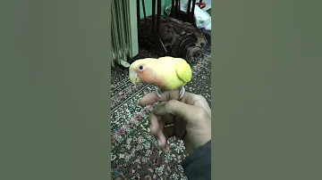 طير طقطق 