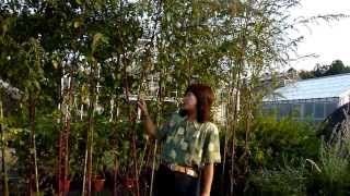 mqdefault.jpg