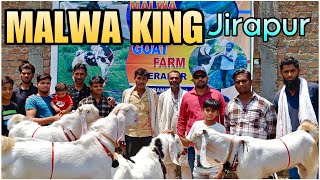 Malwa King Goat Farm (Jirapur, MP) ~ Shandaar Hansa Jodi Avaialble