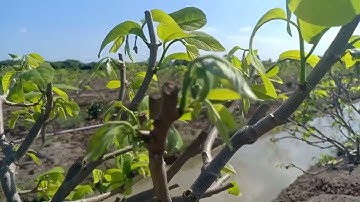 VƯỜN cắt cành cùng ngày với vườn Mẫu nhà- vườn này 100% LÊ GIA- cắt cành được 17 ngày- tại LAI VUNG