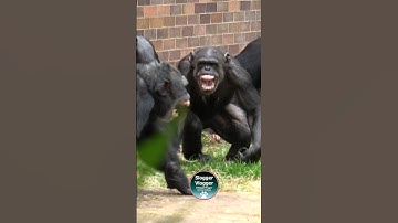 Chimpanzee Females Get Their Revenge #scream