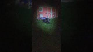 Bear Eating Birdseed in the Yard (not dancing). by Tim Basso 4,846 views 5 years ago 2 minutes, 28 seconds