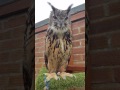European eagle owl talking to owner !!