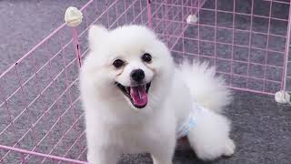 Best House (DIY) for Pomeranian Puppy with Folded Ears  Mr Pet Family