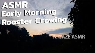 ASMR Thai - No Talking - Morning Bird Sound - Rooster Crowing in the Morning Countryside | N-GAZE screenshot 3